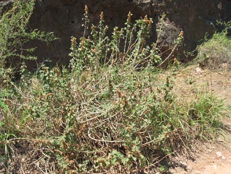 Horehound (Marrubium vulgare)