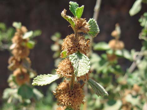 Horehound (Marrubium vulgare)