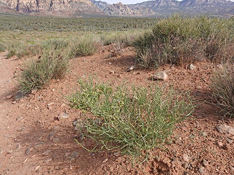 Spiny Menodora (Menodora spinescens)