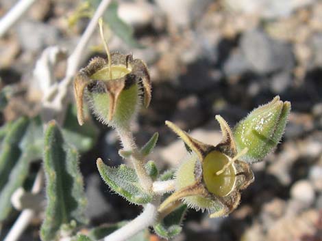 Polished Blazingstar (Mentzelia polita)