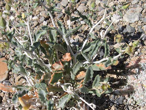 Polished Blazingstar (Mentzelia polita)