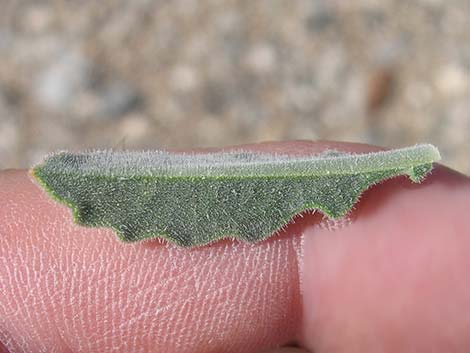 Polished Blazingstar (Mentzelia polita)