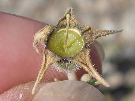 Polished Blazingstar (Mentzelia polita)