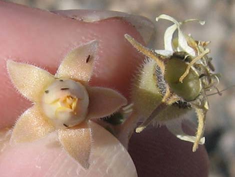 Polished Blazingstar (Mentzelia polita)