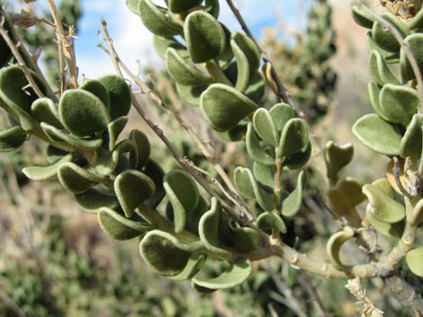 Sandpaper Bush (Mortonia utahensis)