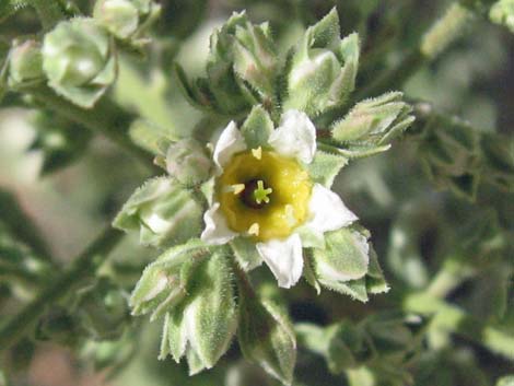 Sandpaper Bush (Mortonia utahensis)