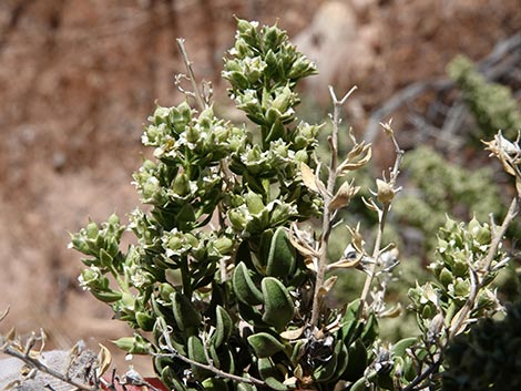 Sandpaper Bush (Mortonia utahensis)