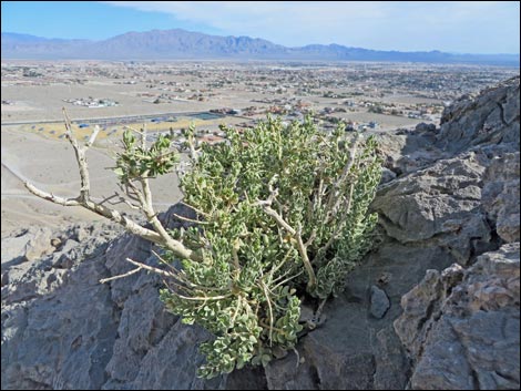 Sandpaper Bush (Mortonia utahensis)