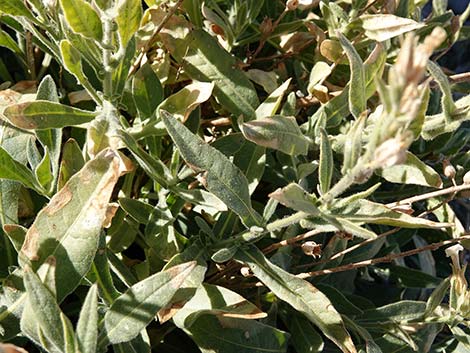 Desert Tobacco (Nicotiana obtusifolia)