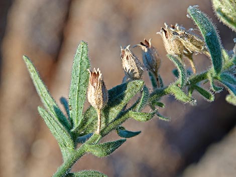 Desert Tobacco (Nicotiana obtusifolia)