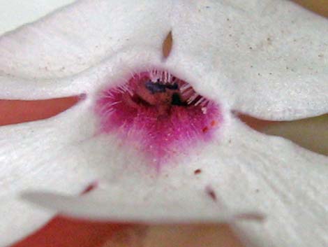 Gilia Beardtongue (Penstemon ambiguus)