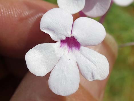 Gilia Beardtongue (Penstemon ambiguus)