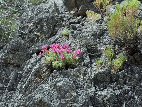 Petiolate Beardtongue (Penstemon petiolatus)