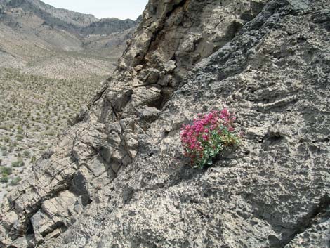 Petiolate Beardtongue (Penstemon petiolatus)