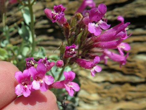 Petiolate Beardtongue (Penstemon petiolatus)