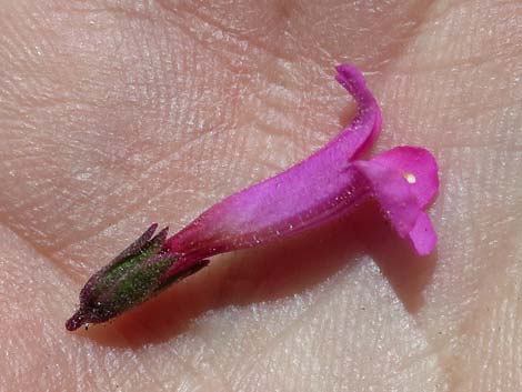 Petiolate Beardtongue (Penstemon petiolatus)