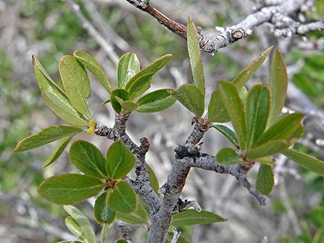 Wild Crab Apple (Peraphyllum ramosissimum)