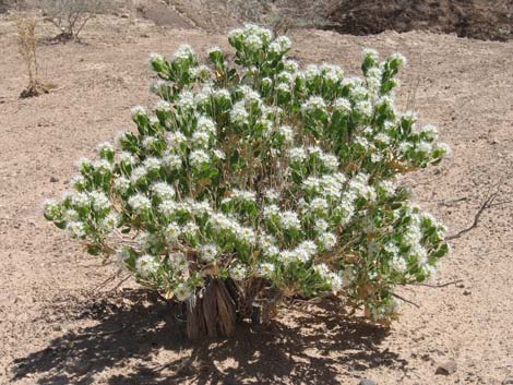 Parry's Sandpaper Plant (Petalonyx parryi)