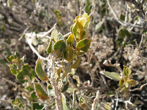 Parry's Sandpaper Plant (Petalonyx parryi)