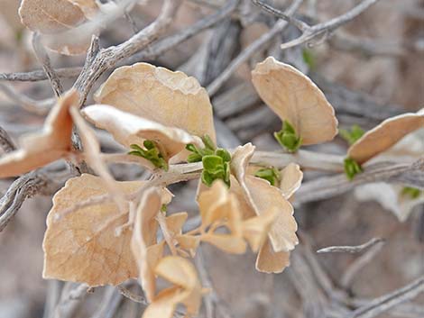 Parry's Sandpaper Plant (Petalonyx parryi)