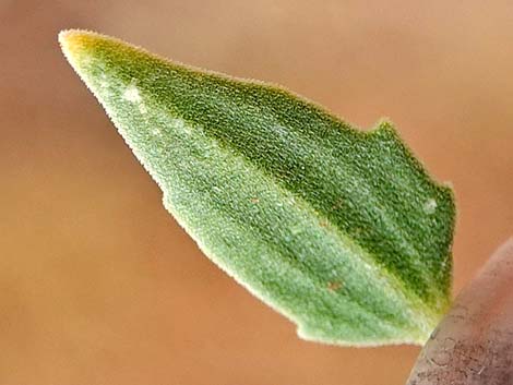 Thurber's Sandpaper Plant (Petalonyx thurberi)