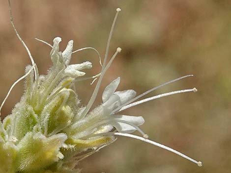 Thurber's Sandpaper Plant (Petalonyx thurberi)