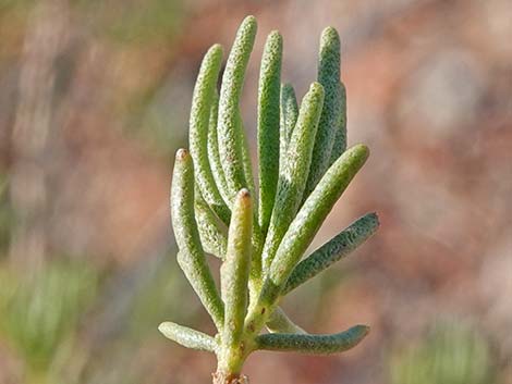 Schott's Pygmycedar (Peucephyllum schottii)