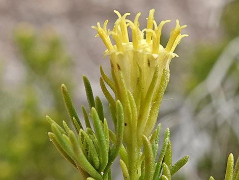 Schott's Pygmycedar (Peucephyllum schottii)