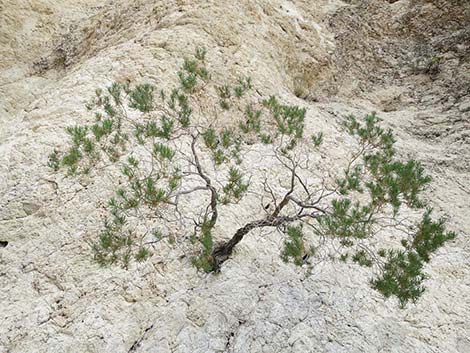 Schott's Pygmycedar (Peucephyllum schottii)