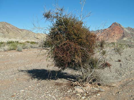 Mesquite Mistletoe (Phoradendron californicum)