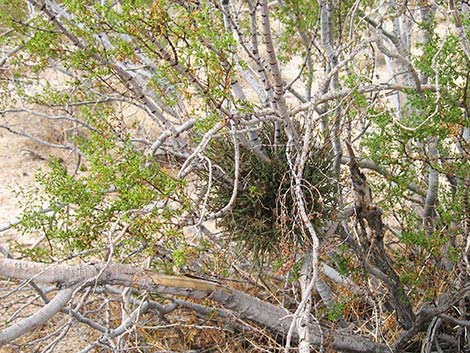 Mesquite Mistletoe (Phoradendron californicum)