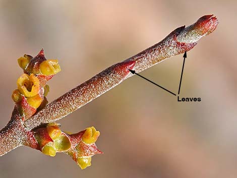 Mesquite Mistletoe (Phoradendron californicum)