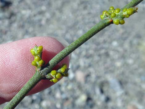 Mesquite Mistletoe (Phoradendron californicum)