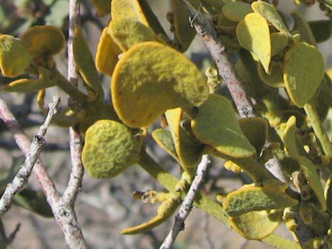 Cory's Oak Mistletoe (Phoradendron coryae)