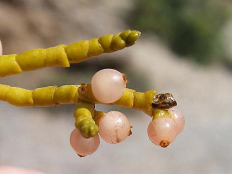 Juniper Mistletoe (Phoradendron juniperinum)