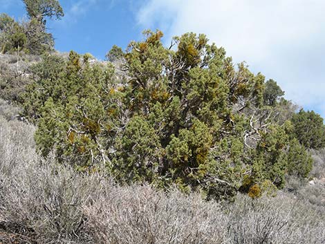 Juniper Mistletoe (Phoradendron juniperinum)