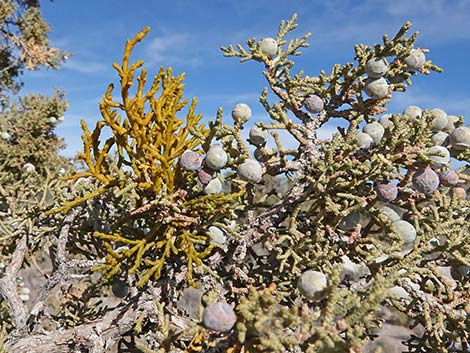 Mistletoe (Arceuthobium spp.)