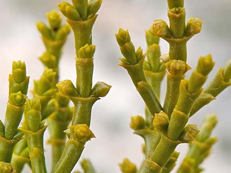 Juniper Mistletoe (Phoradendron juniperinum)