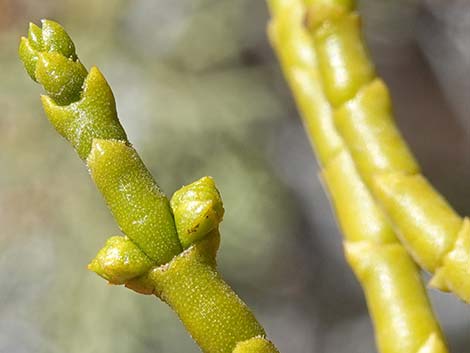 Juniper Mistletoe (Phoradendron juniperinum)