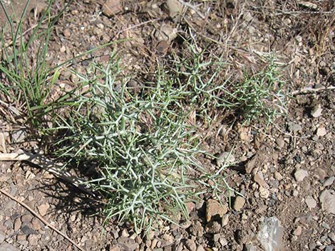 Prickly Wirelettuce (Pleiacanthus spinosus)