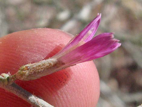 Prickly Wirelettuce (Pleiacanthus spinosus)