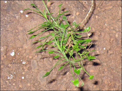 Bush Arrowleaf (Pleurocoronis pluriseta)