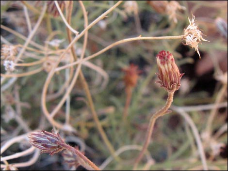 Bush Arrowleaf (Pleurocoronis pluriseta)