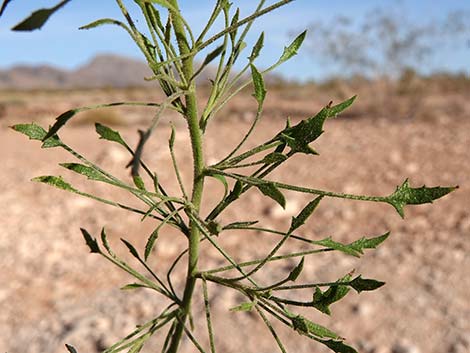 Bush Arrowleaf (Pleurocoronis pluriseta)