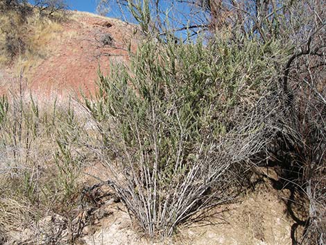 Arrowweed (Pluchea sericea)