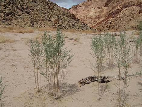 Arrowweed (Pluchea sericea)