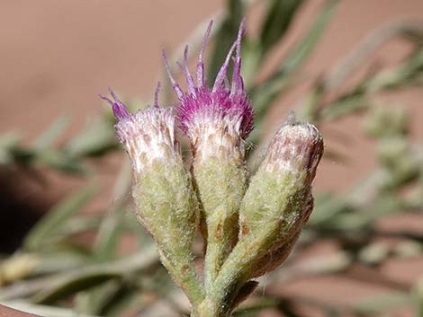 Arrowweed (Pluchea sericea)