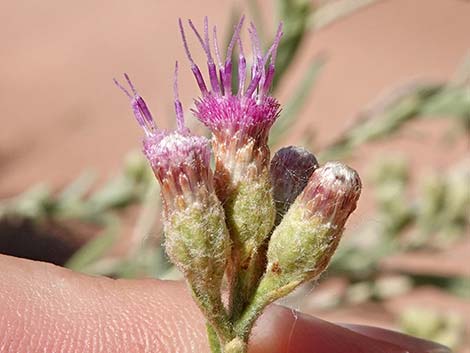 Arrowweed (Pluchea sericea)