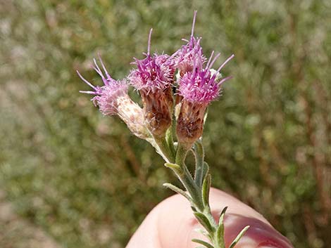 Arrowweed (Pluchea sericea)