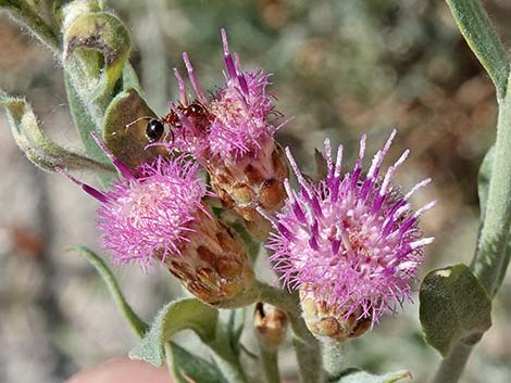 Arrowweed (Pluchea sericea)